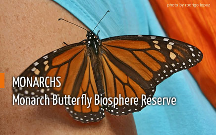 Monarch Butterflies Reserve