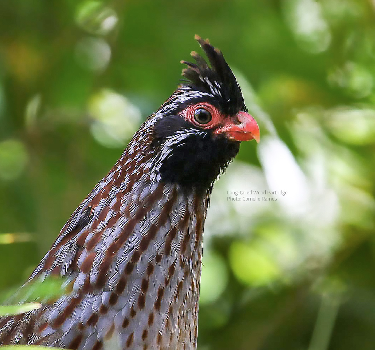 Long-tailed Wood-Partridge