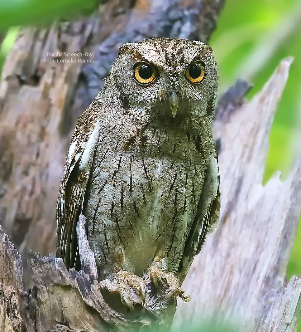 Pacific Screech-Owl