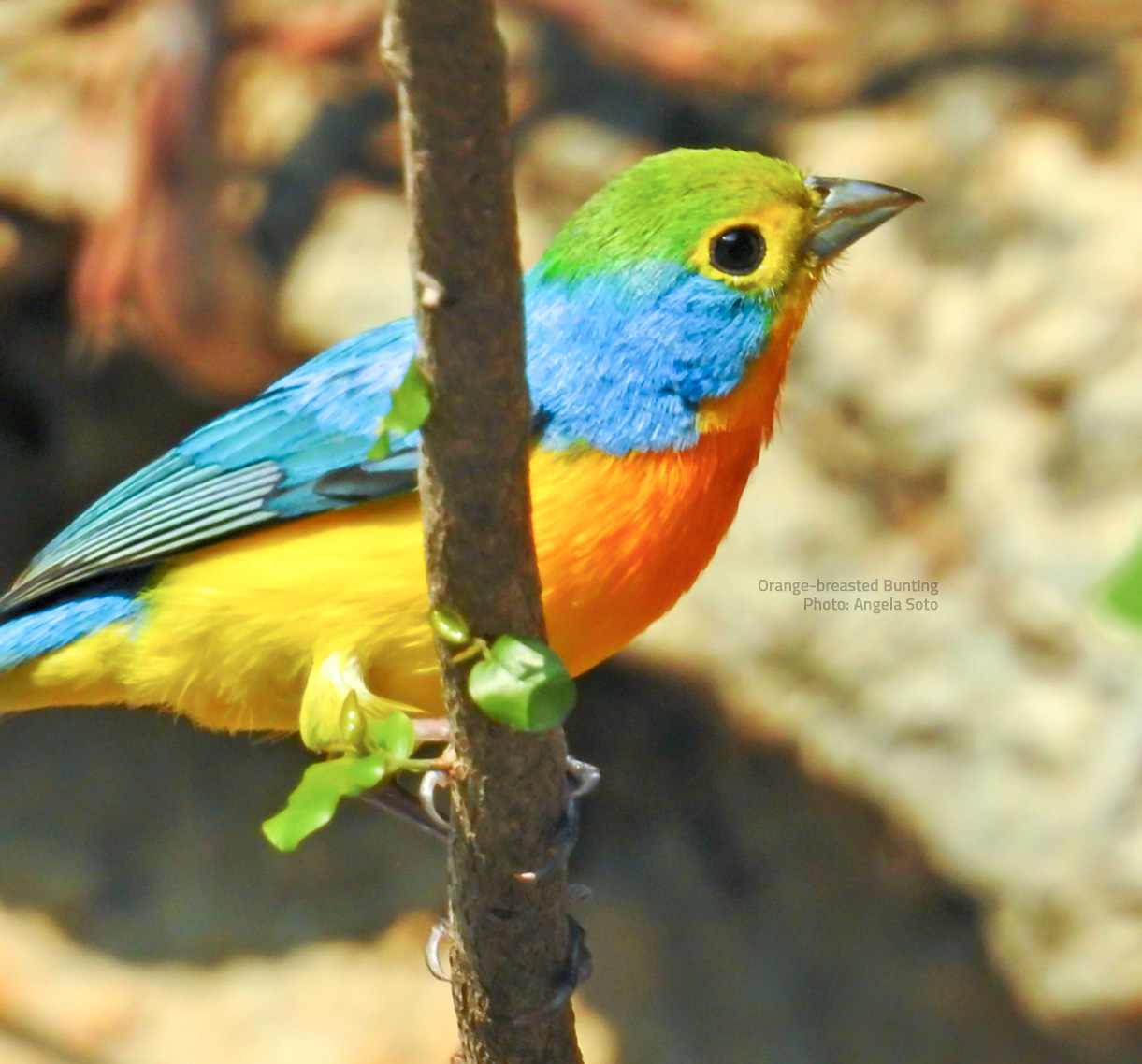 Orange-breasted Bunting