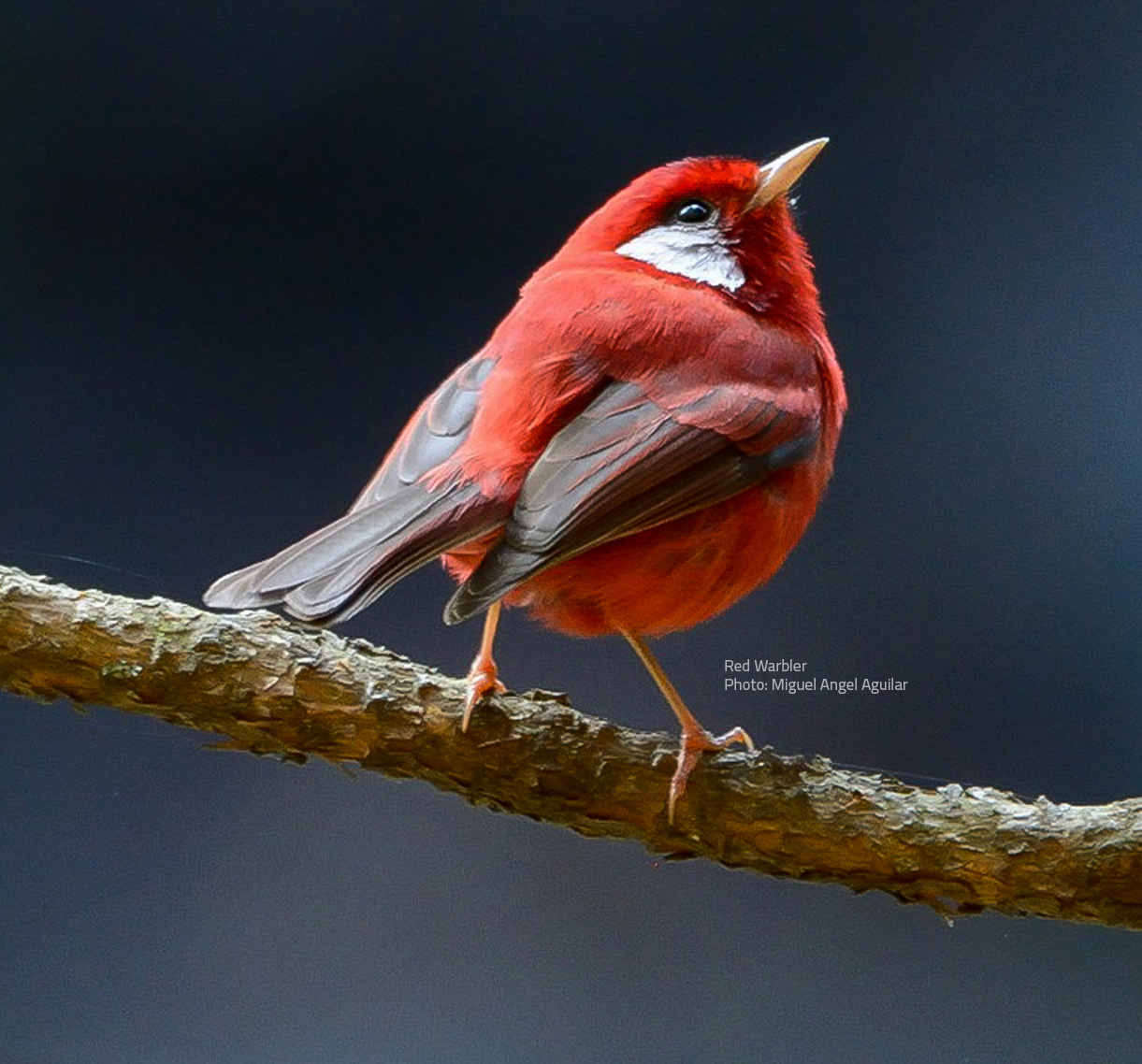 Red-headed Tanager