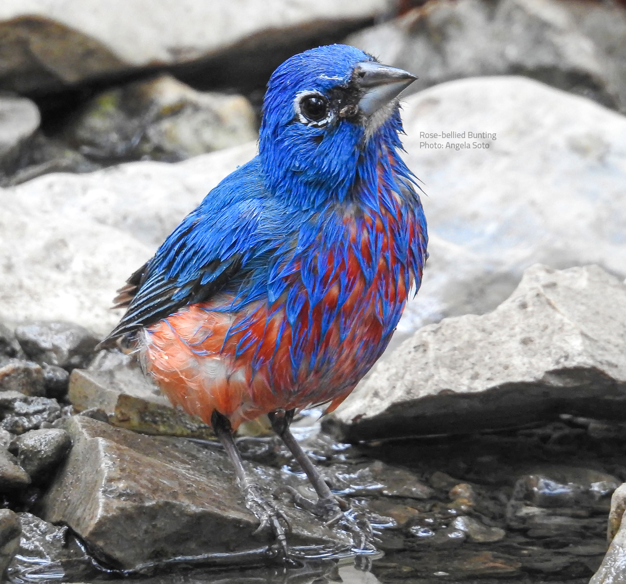 Rose-bellied Bunting