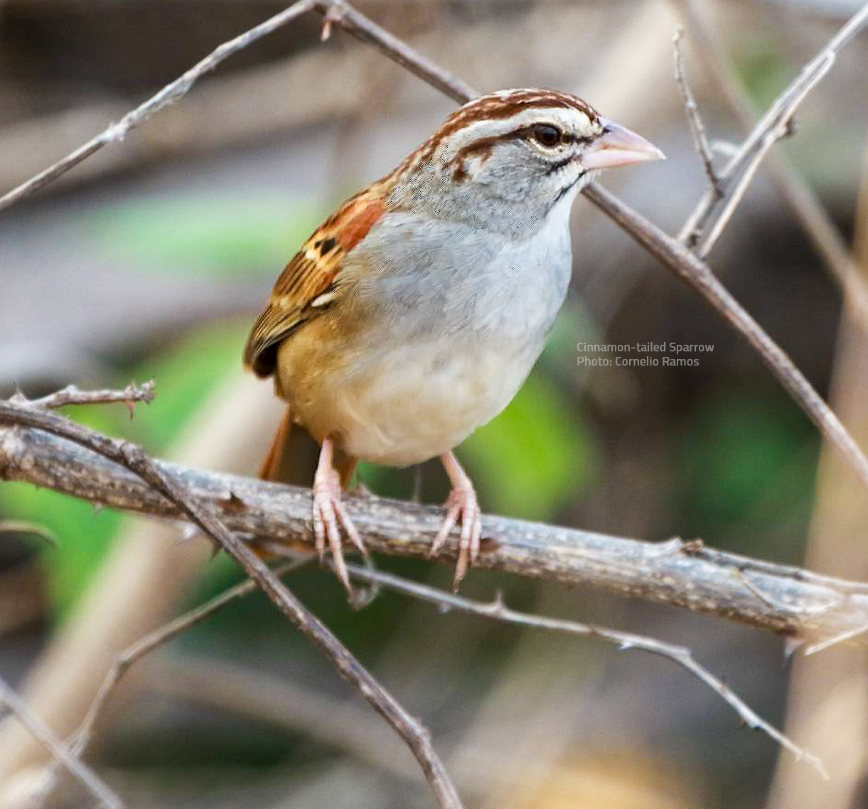 Red Warbler