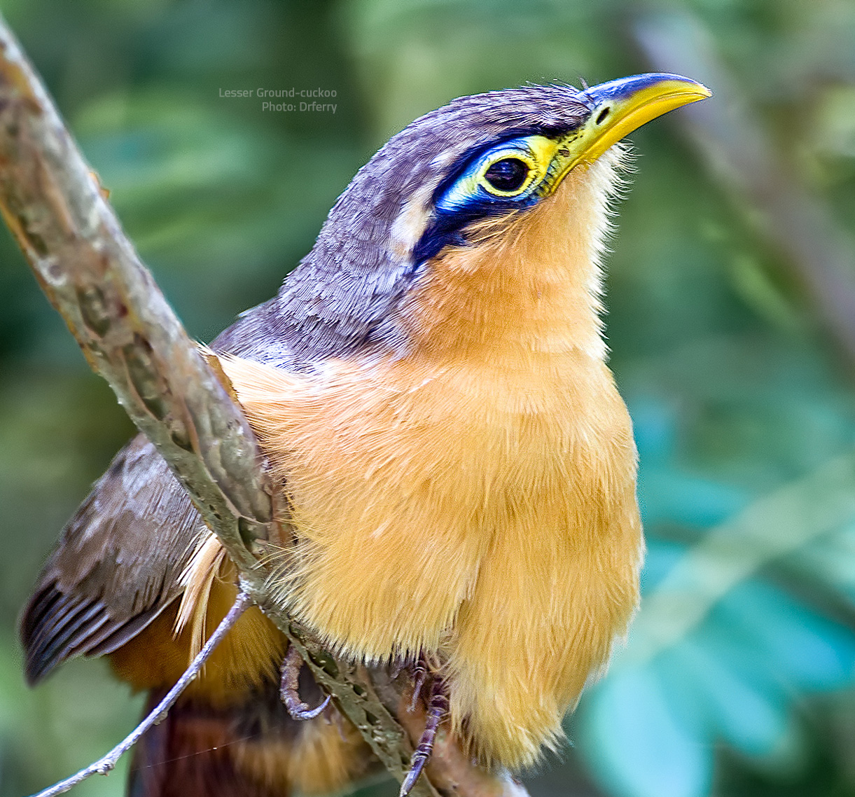 Lesser Ground-cuckoo