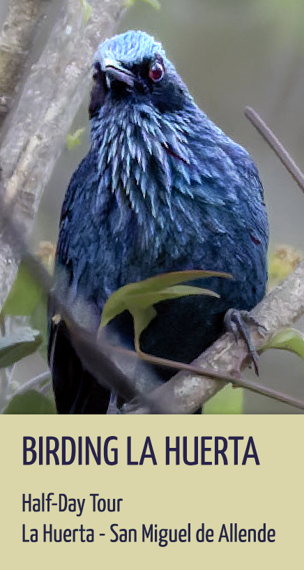 Birding La Huerta in San Miguel de Allende, Mexico