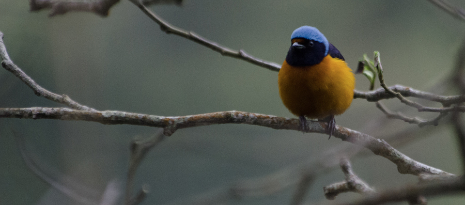 oaxaca-birding